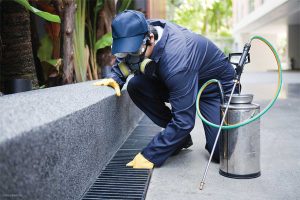 Best Nine Suggestions For Pest Control Sydney