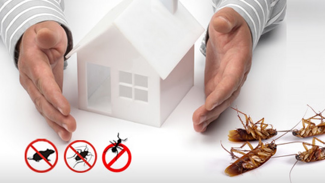 Safe Pest Control Measures for Sydney's Enterprises