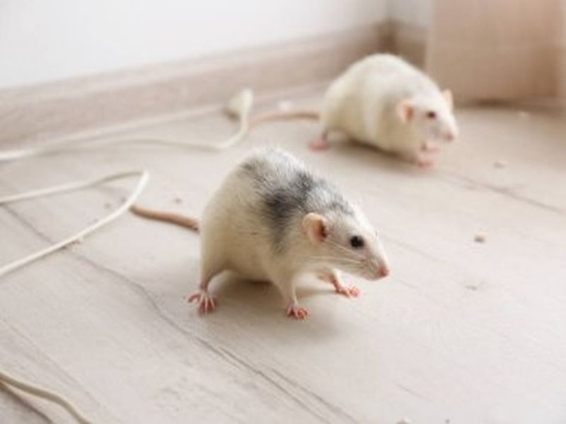 Mastering Pest Control for Rats: Expert Tips