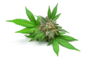 Why You Should Consider Delta 8 Flower for Sale